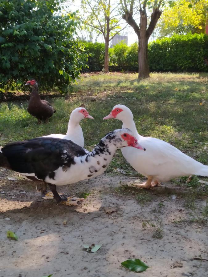 B&B Il Ponticello Gualtieri ภายนอก รูปภาพ